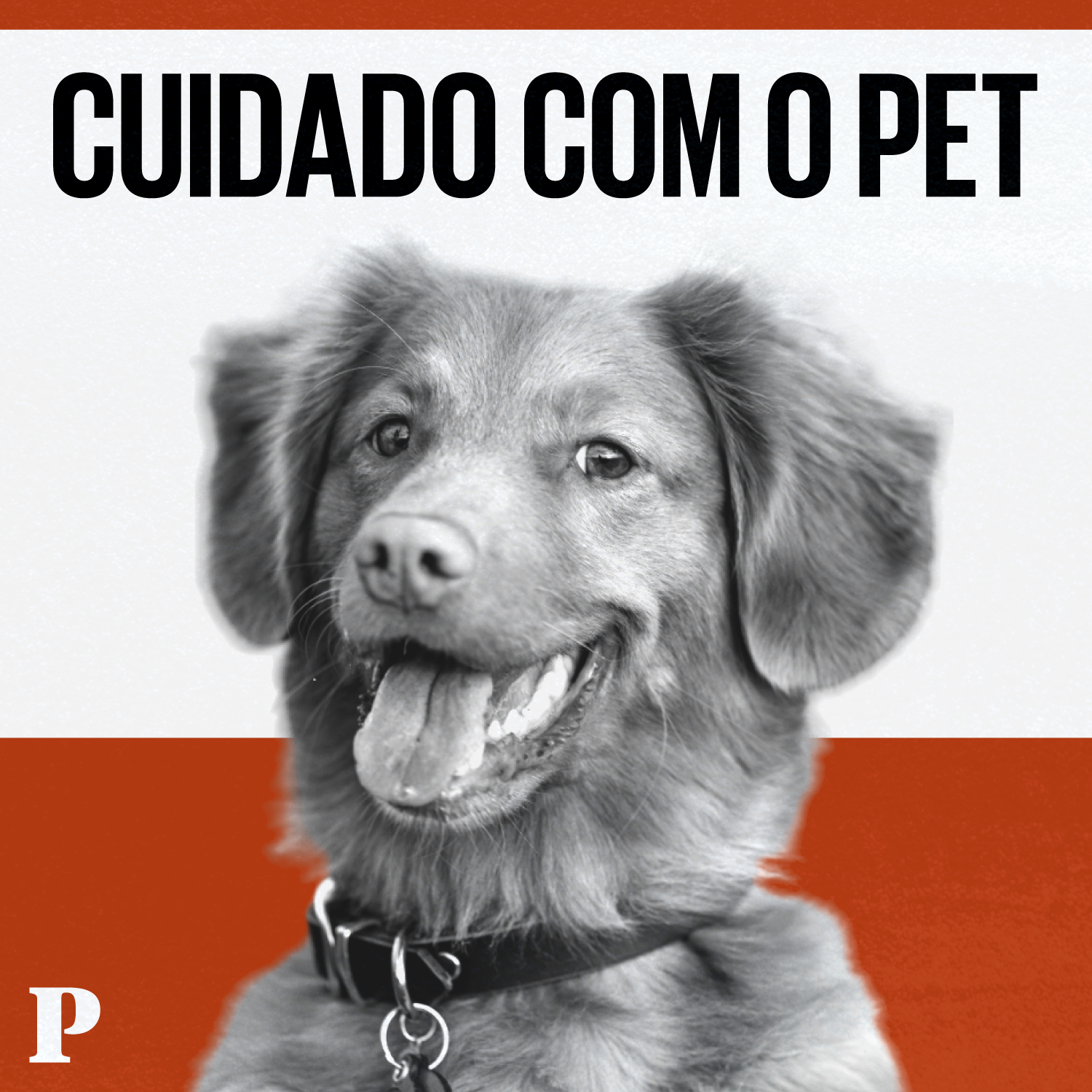 Cuidado com o Pet. A leishmaniose afecta animais e humanos. Quais são os sintomas?