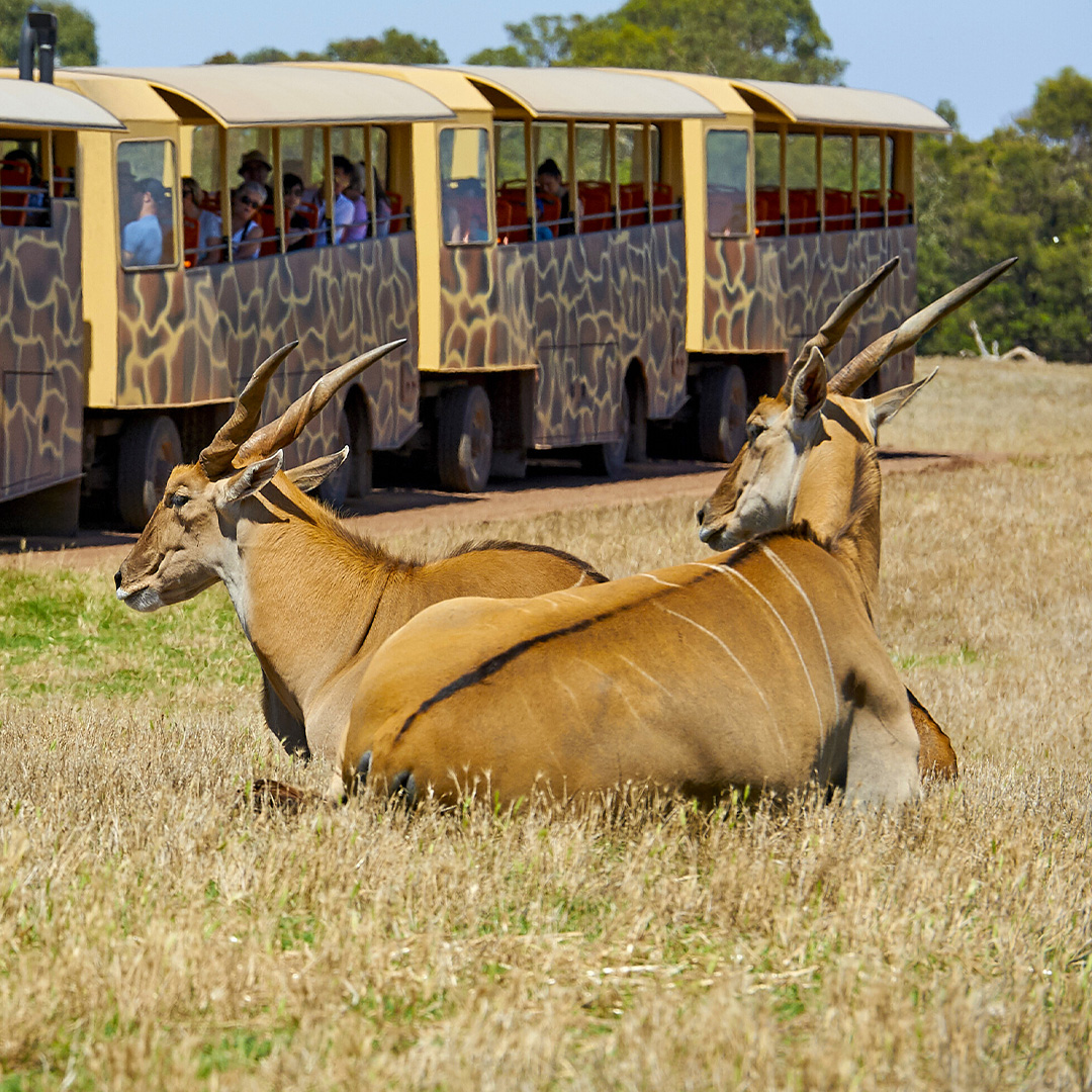 WERRIBEE: Where in Melbourne can you catch a safari bus?