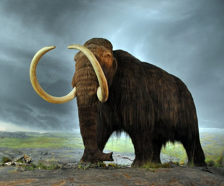 Mammoth-sized news for the Natural History Society of Maryland