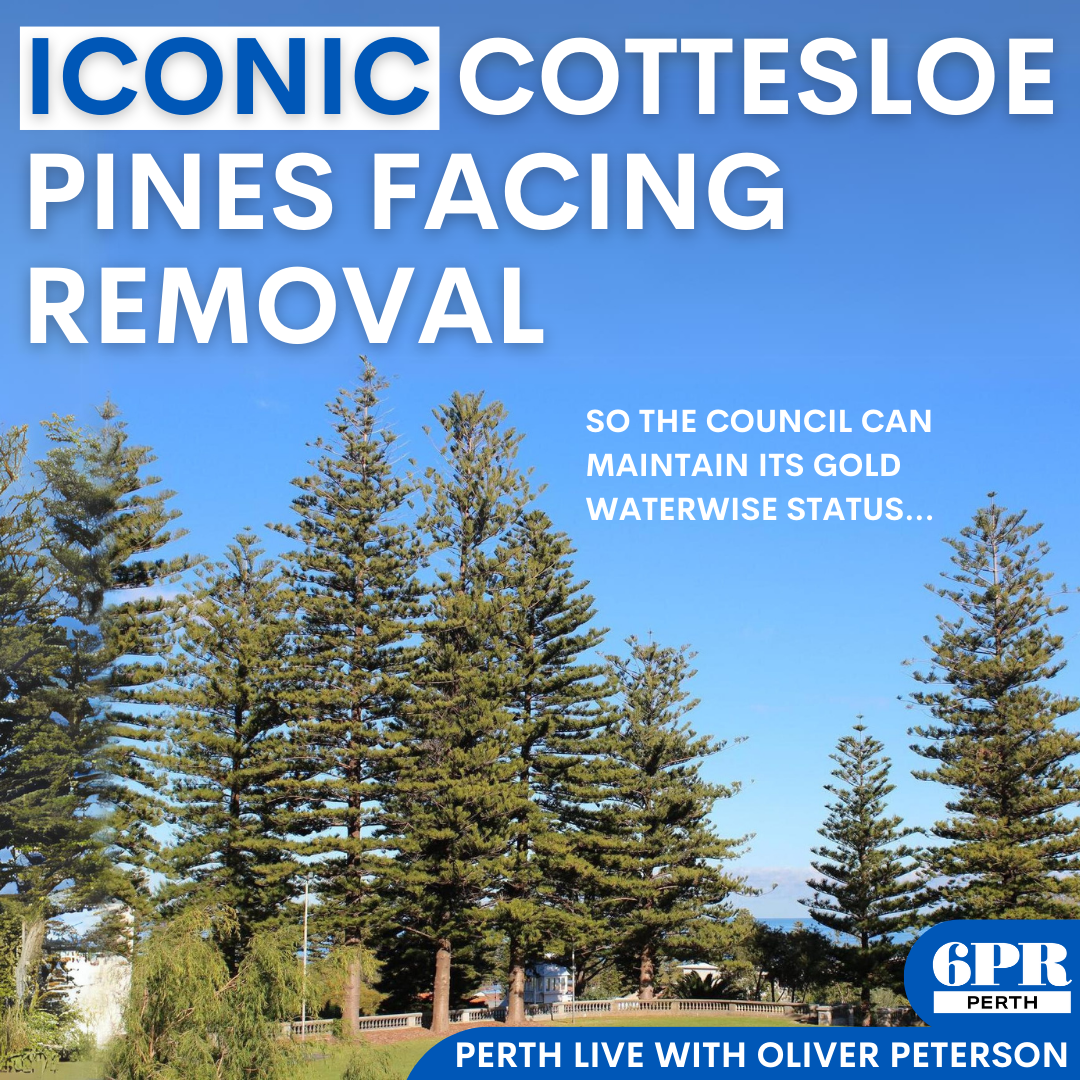 The infuriating reason Cottesloe's iconic pine trees face removal