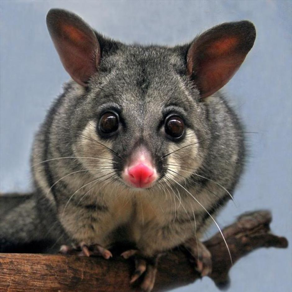 That time Glenn Robbins' Mum took on a possum