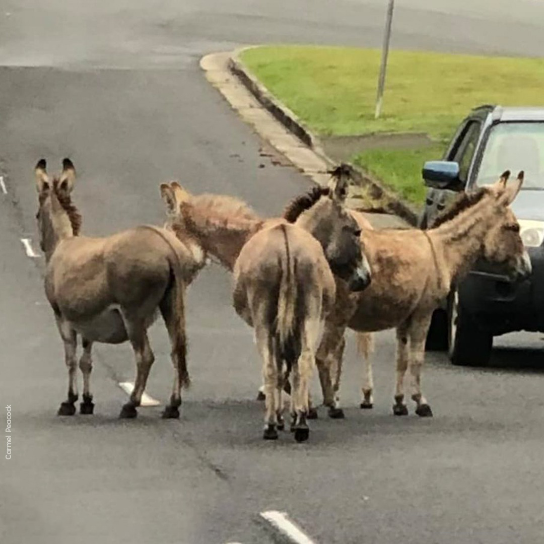 Donkeys send babysitter on wild goose chase in Gold Coast streets