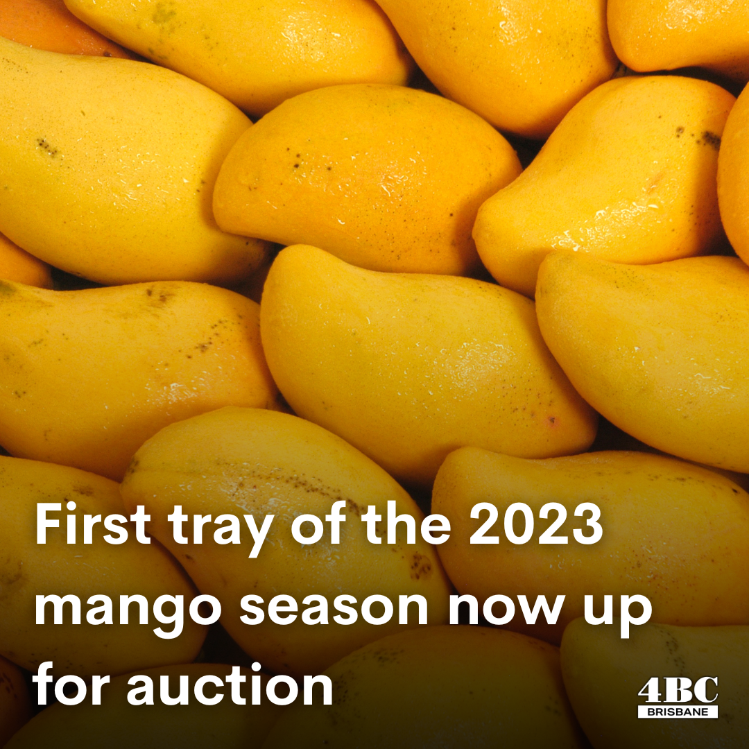 First tray of the 2023 mango season now up for auction