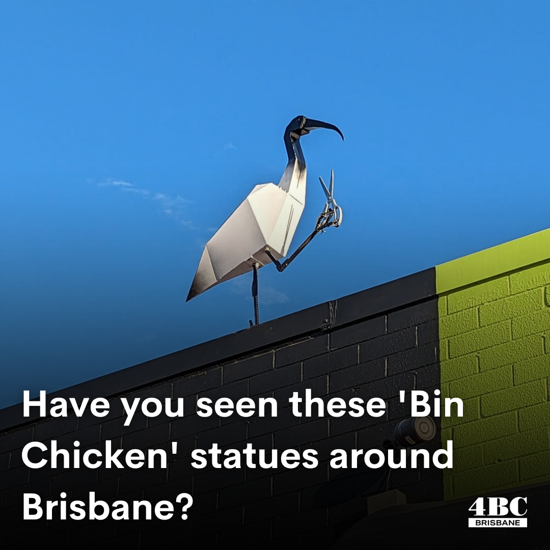 Have you seen these 'Bin Chicken' statues around Brisbane?