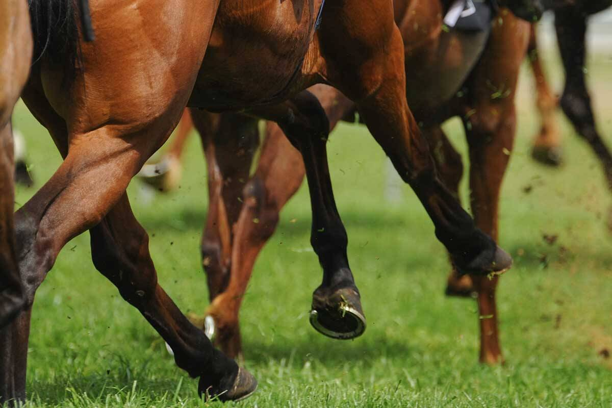 Top horse trainer backs NSW's audacious Melbourne Cup Day plan