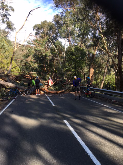 RUMOUR FILE: Cyclist narrowly escapes serious injury after being struck by huge tree