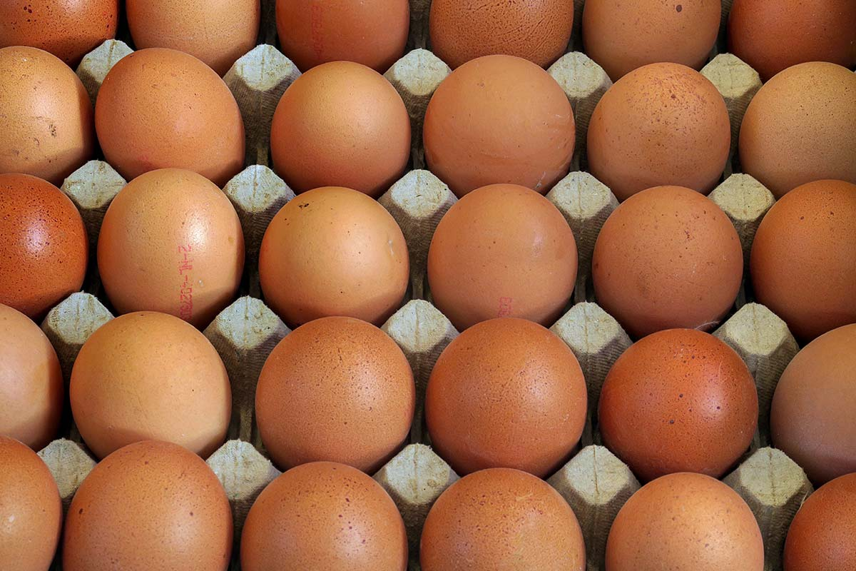 What's behind Australia's egg shortage