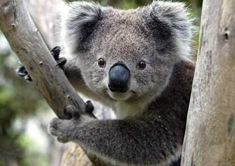 Koala population struggling along the Great Ocean Road