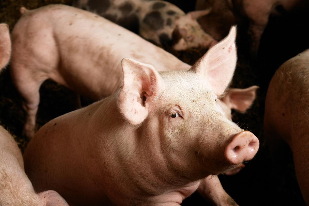 Pig farmer reassures that pork is '100 per cent safe' despite Japanese encephalitis outbreak