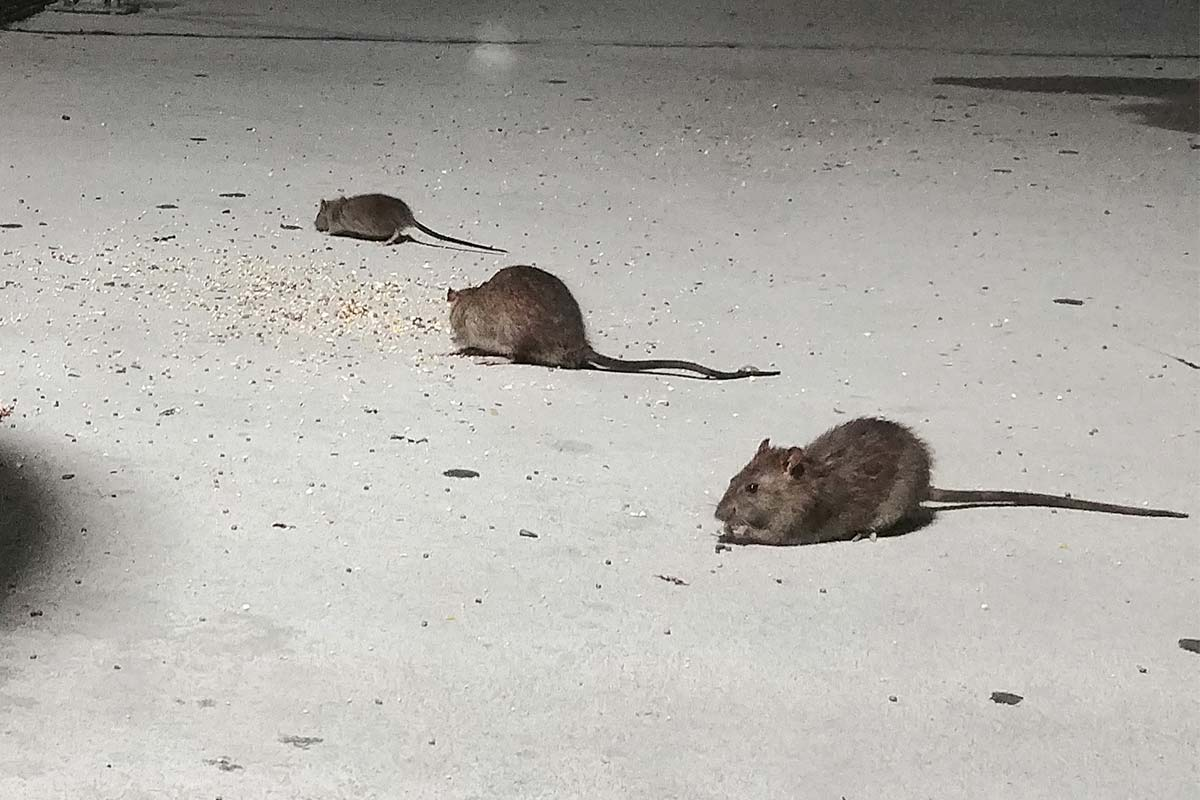 US Report: New York City is recruiting a 'rat czar'