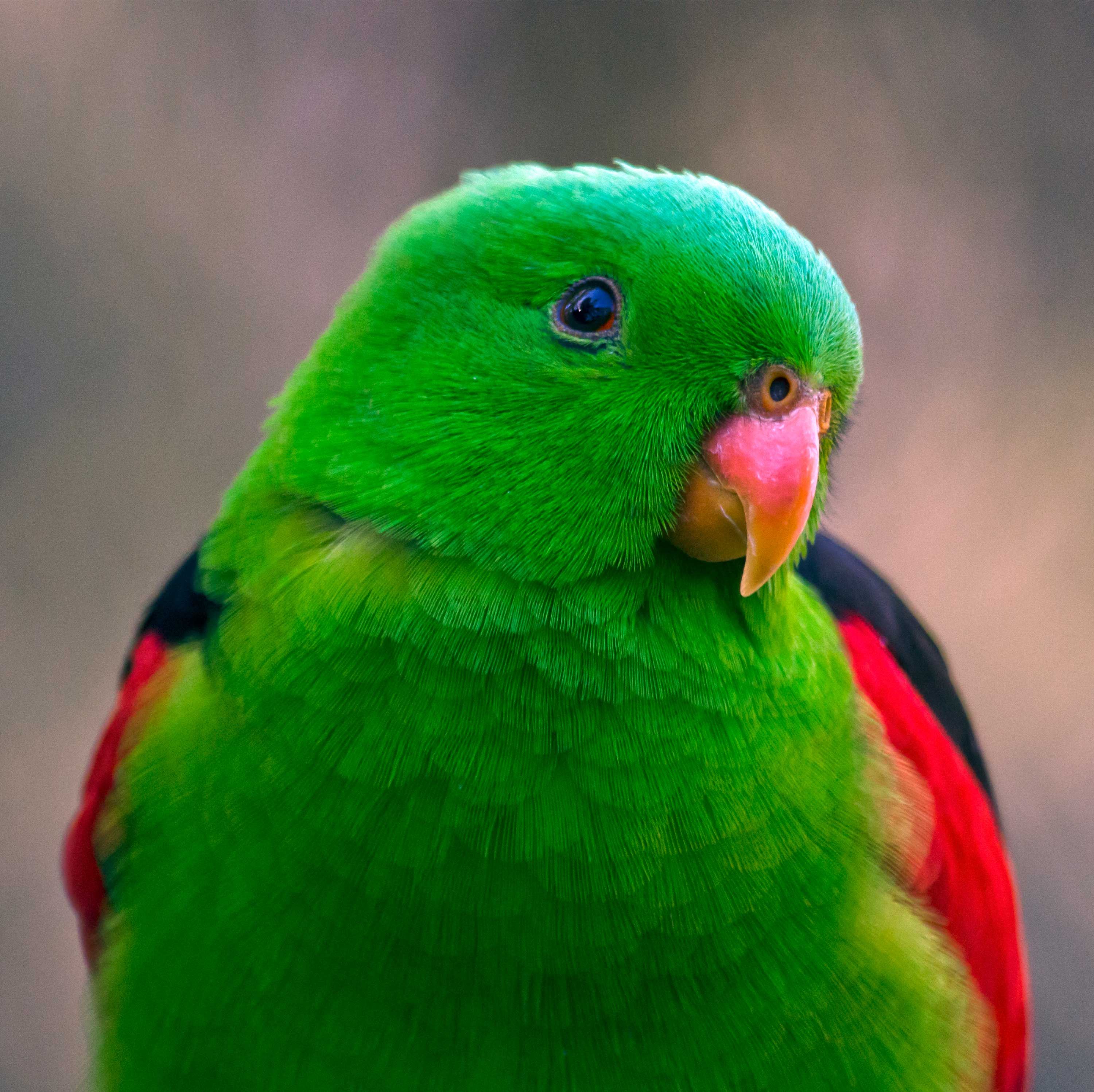 How toxic fruit is getting parrots 'drunk' in Australia's north-west