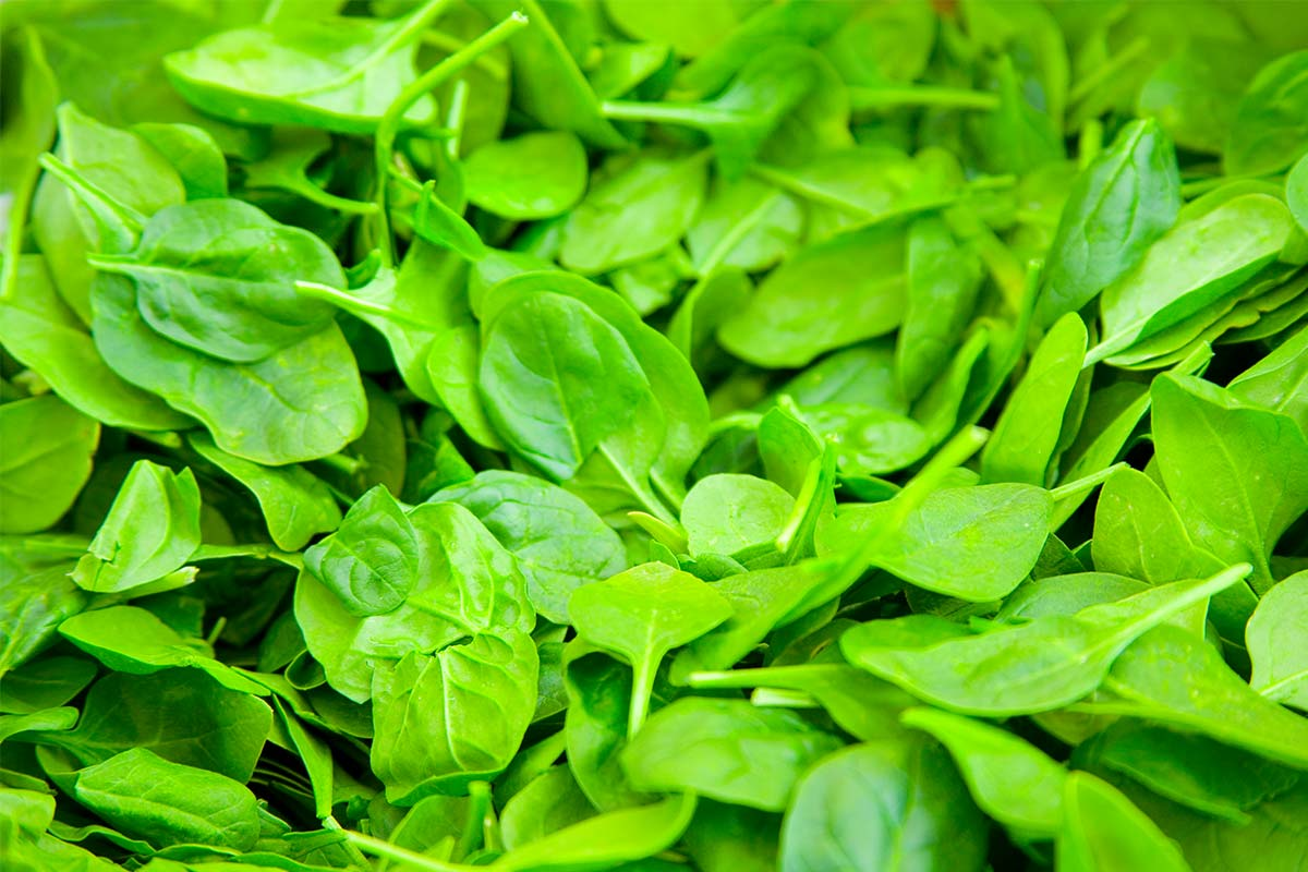 Aussies urged not to take leafy greens off the menu after 'hallucinogenic' spinach recall