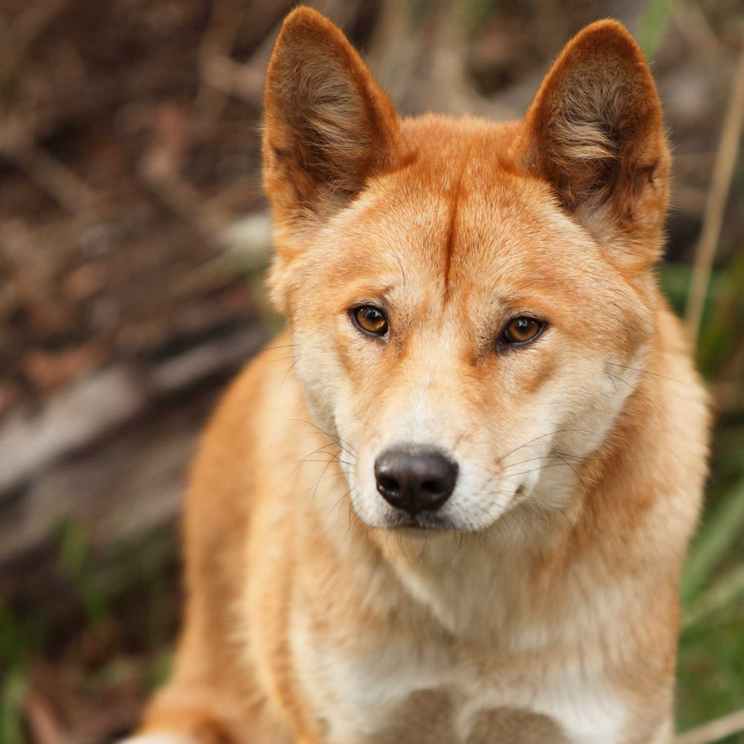 How the reintroduction of dingoes in Victoria could help the environment