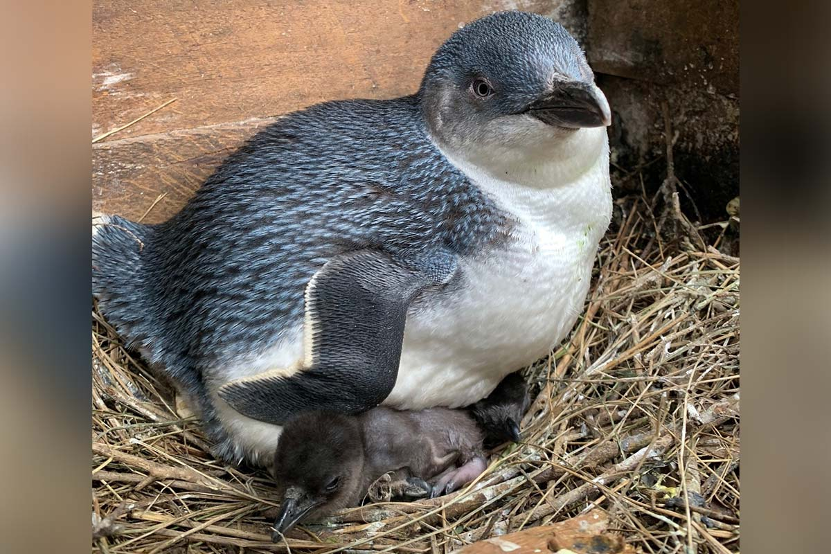 Phillip Island penguins set a new record