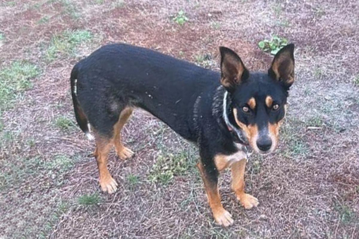 Search for kelpie snatched from a car in Tarneit