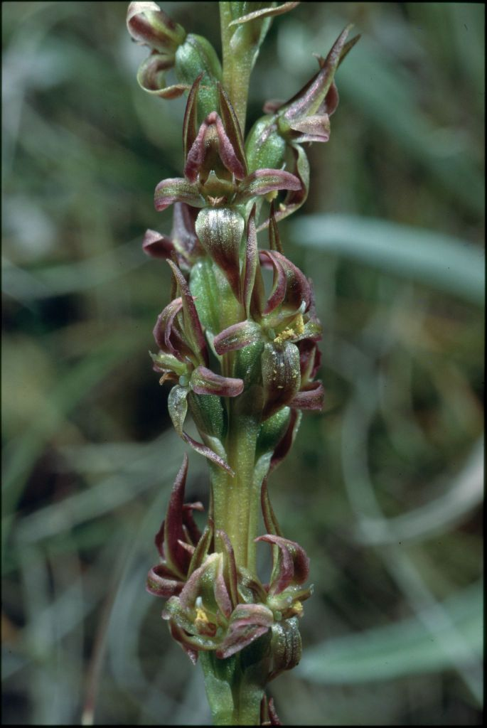 Victorian plant thought to be extinct for almost a century rediscovered