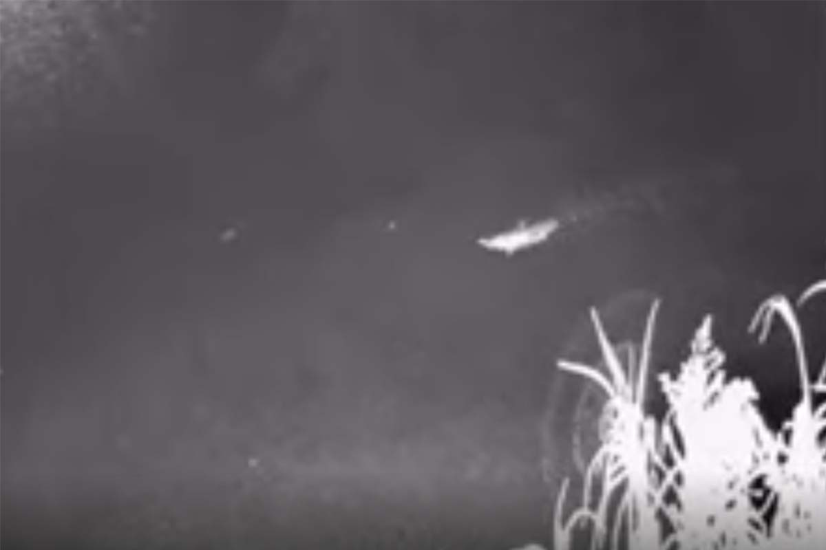 Platycam livestream: Catch some of Victoria's most elusive creatures on camera