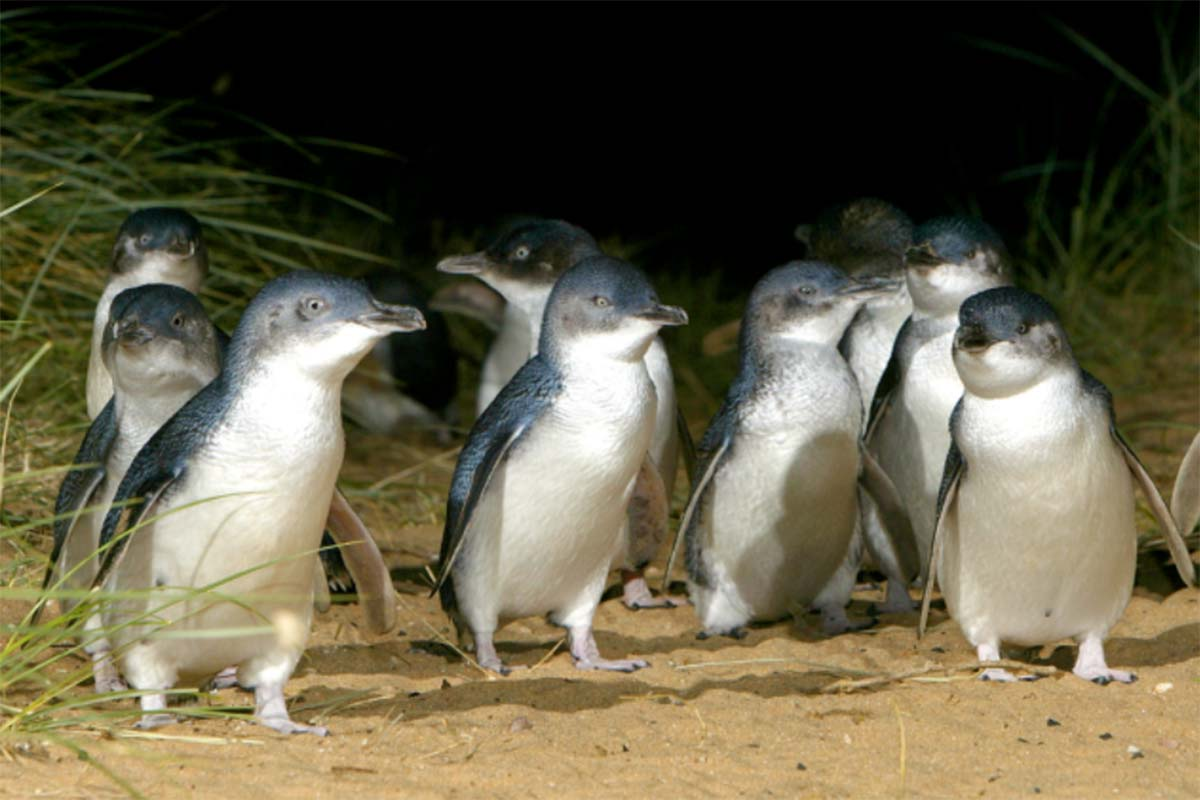 Phillip Island penguins set a new record