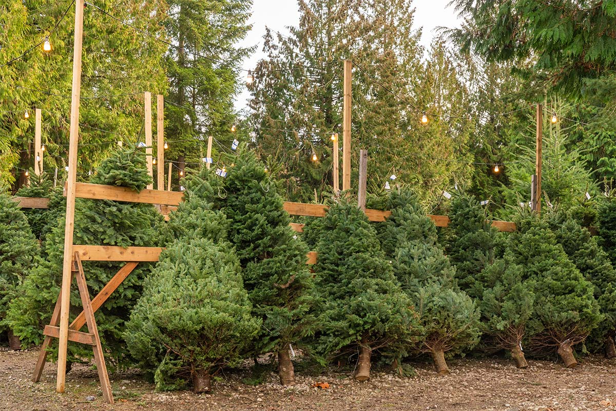 Demand for real Christmas trees 'through the roof'