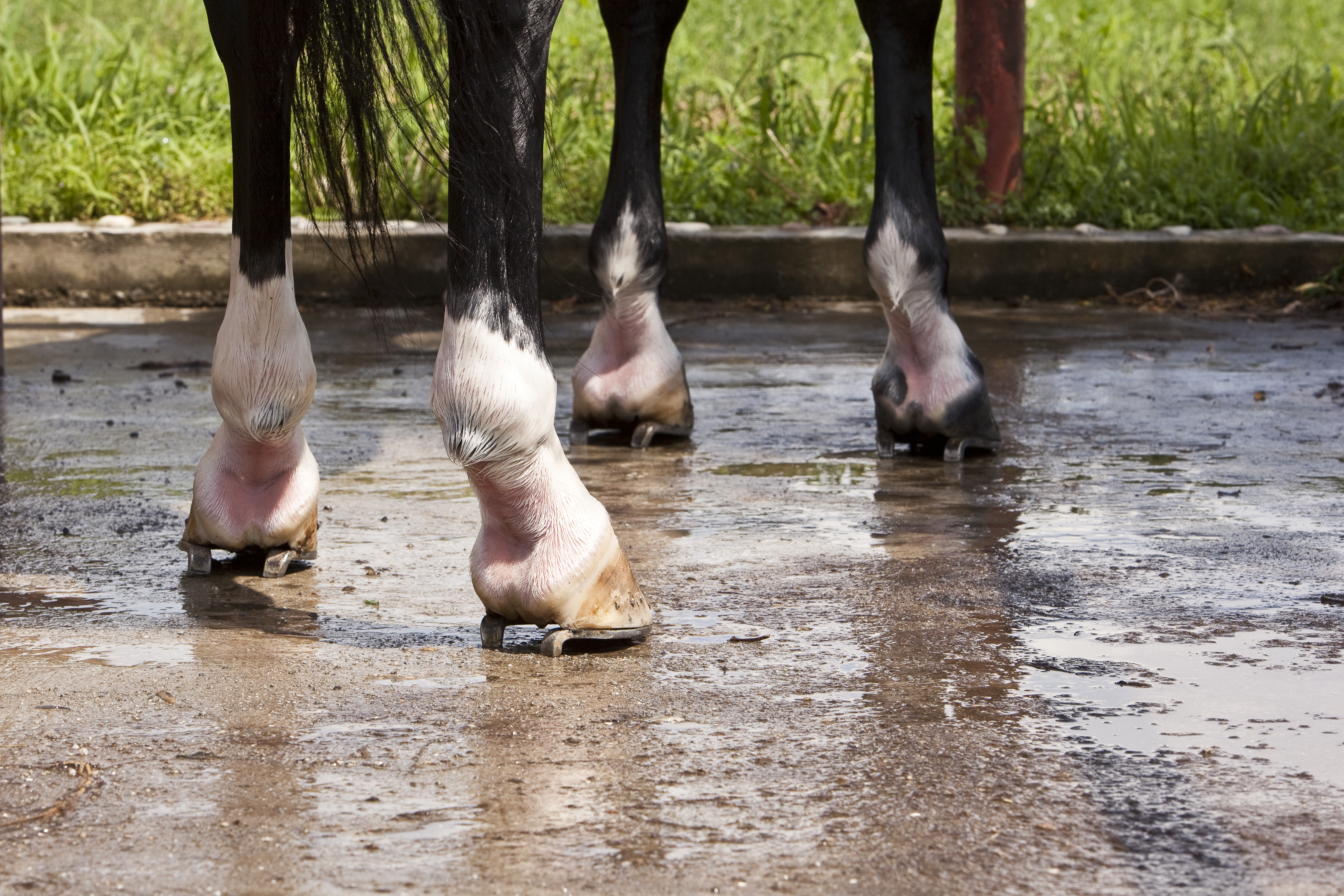 Victorian town installs parking spaces for horses