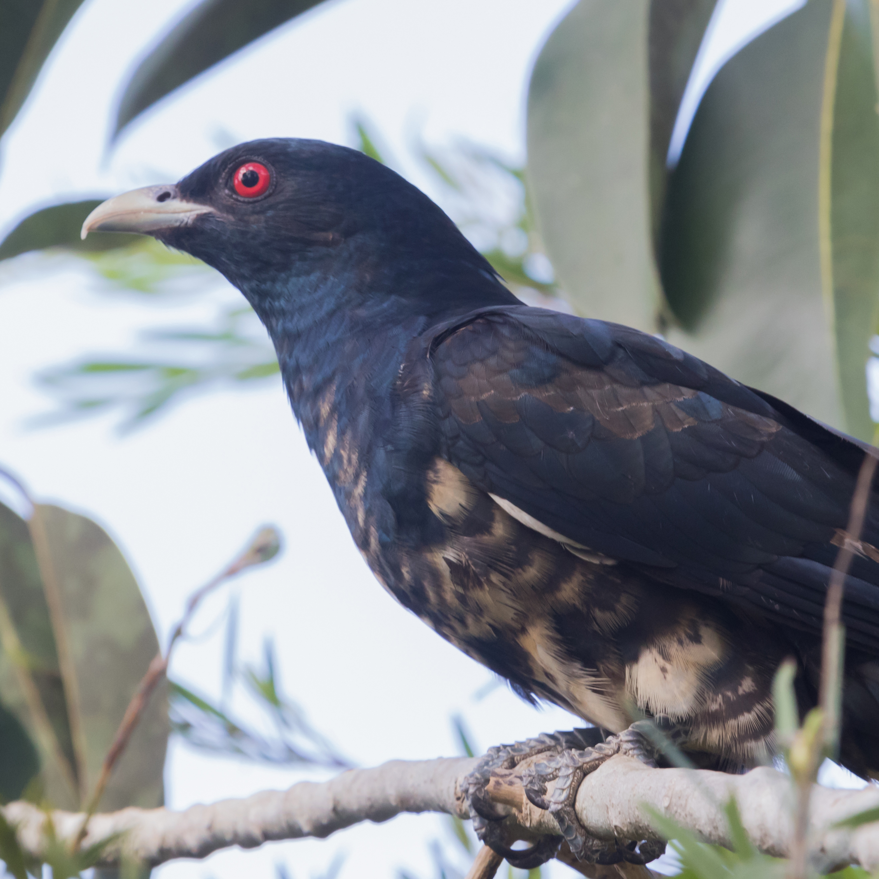 Why the noisy bird that drove Ross's neighbourhood mad is here to stay!