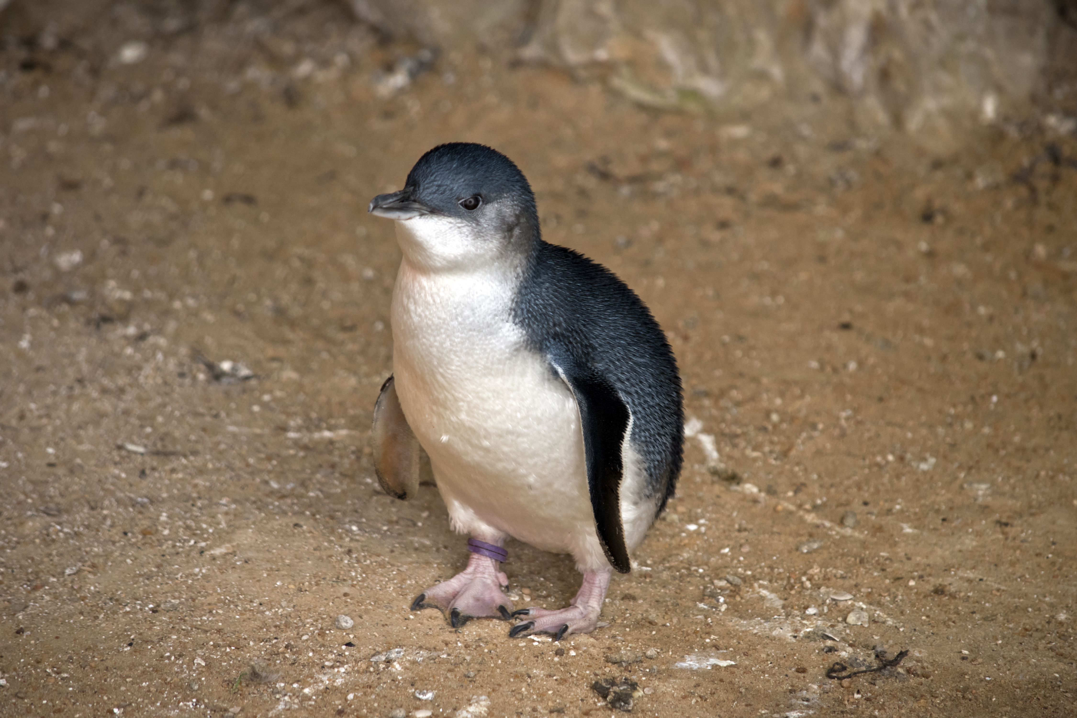 How a French fungus could save Victoria's penguins