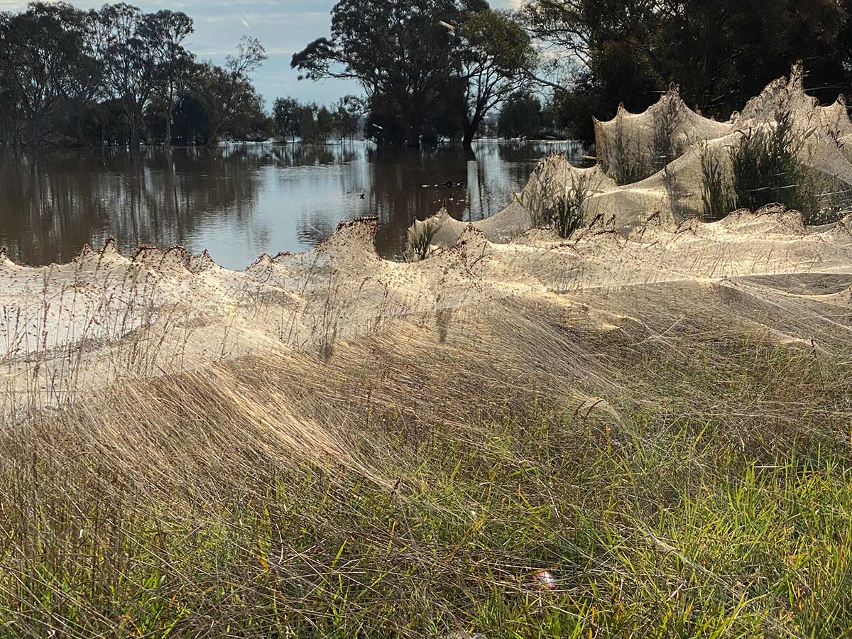 Blanket of webs cover Gippsland town in 'massive spider event'