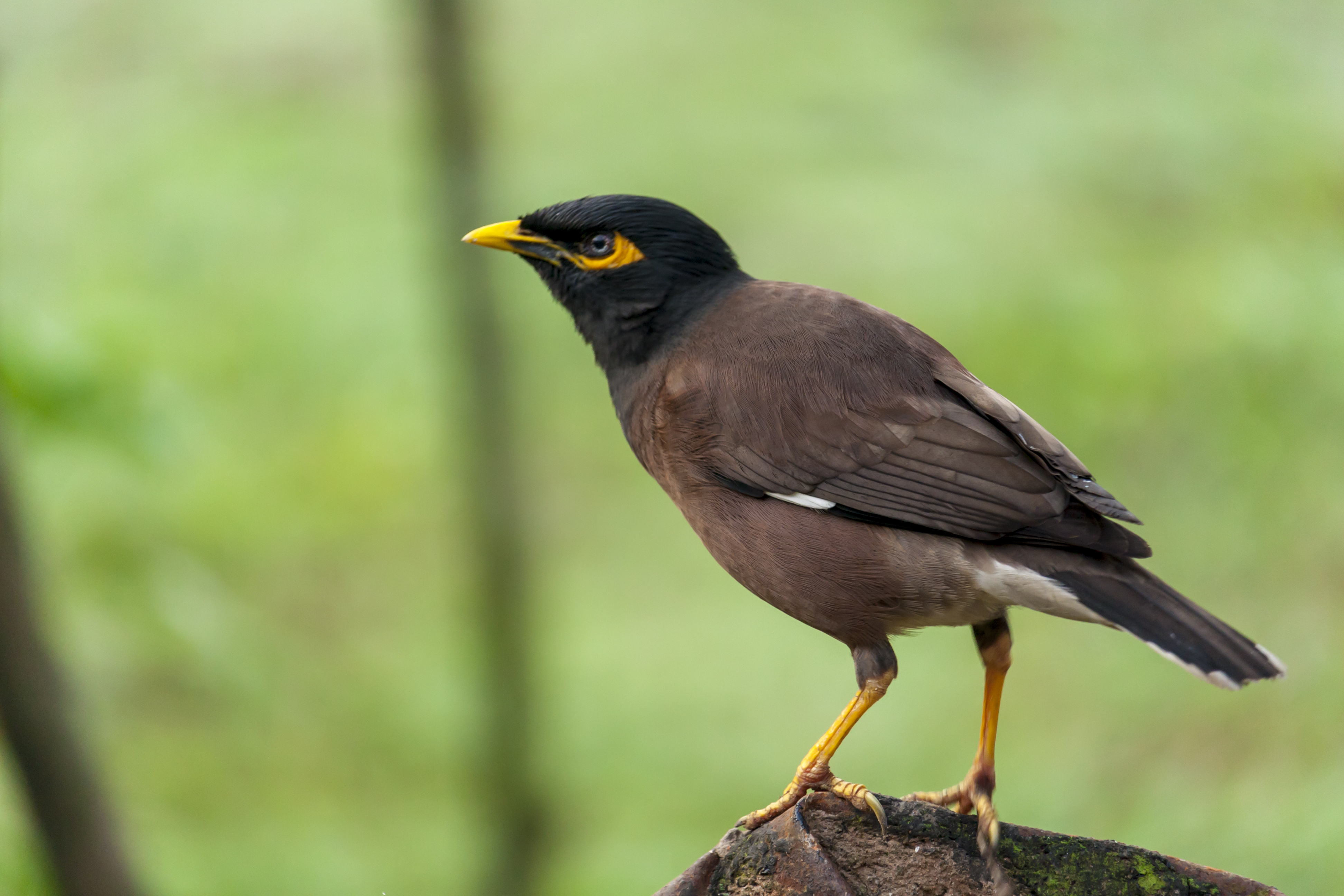 Bird expert condemns Mornington Peninsula man's brutal Indian myna call