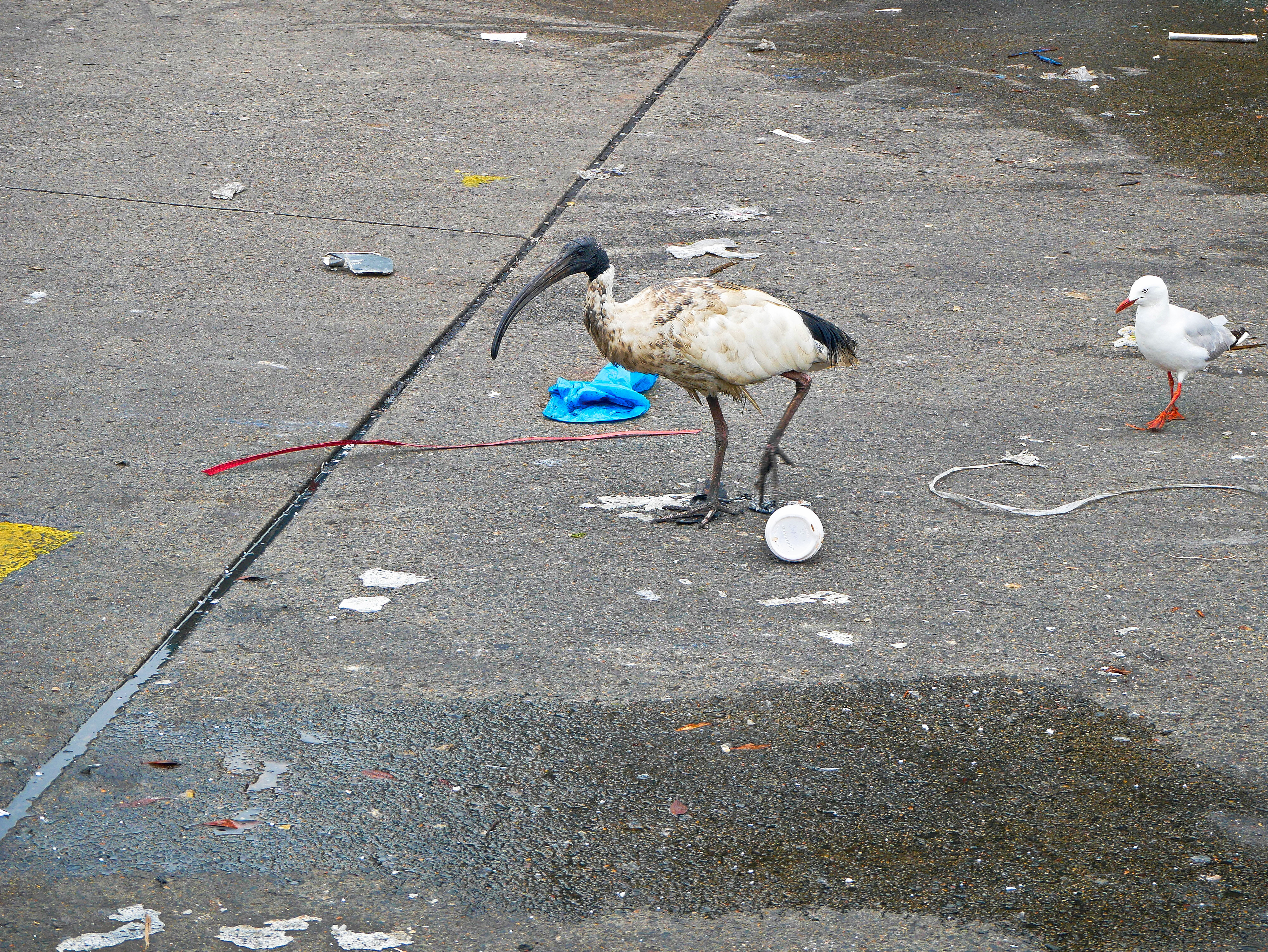 The unlikely candidate suggested as a mascot for the 2032 Brisbane Olympics