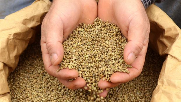 Hemp is being hailed as the newest superfood