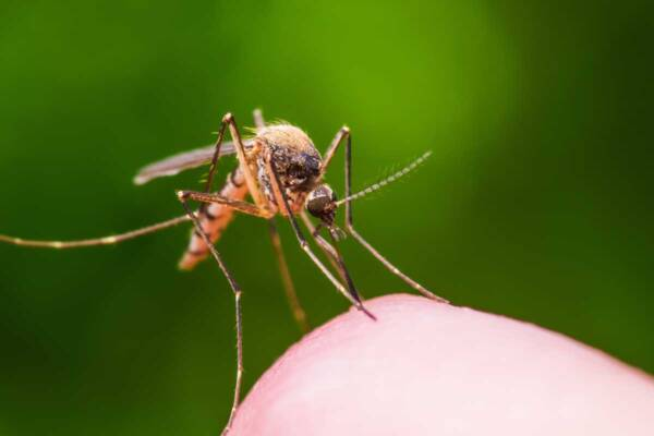 Why mosquitoes attack some people more than others