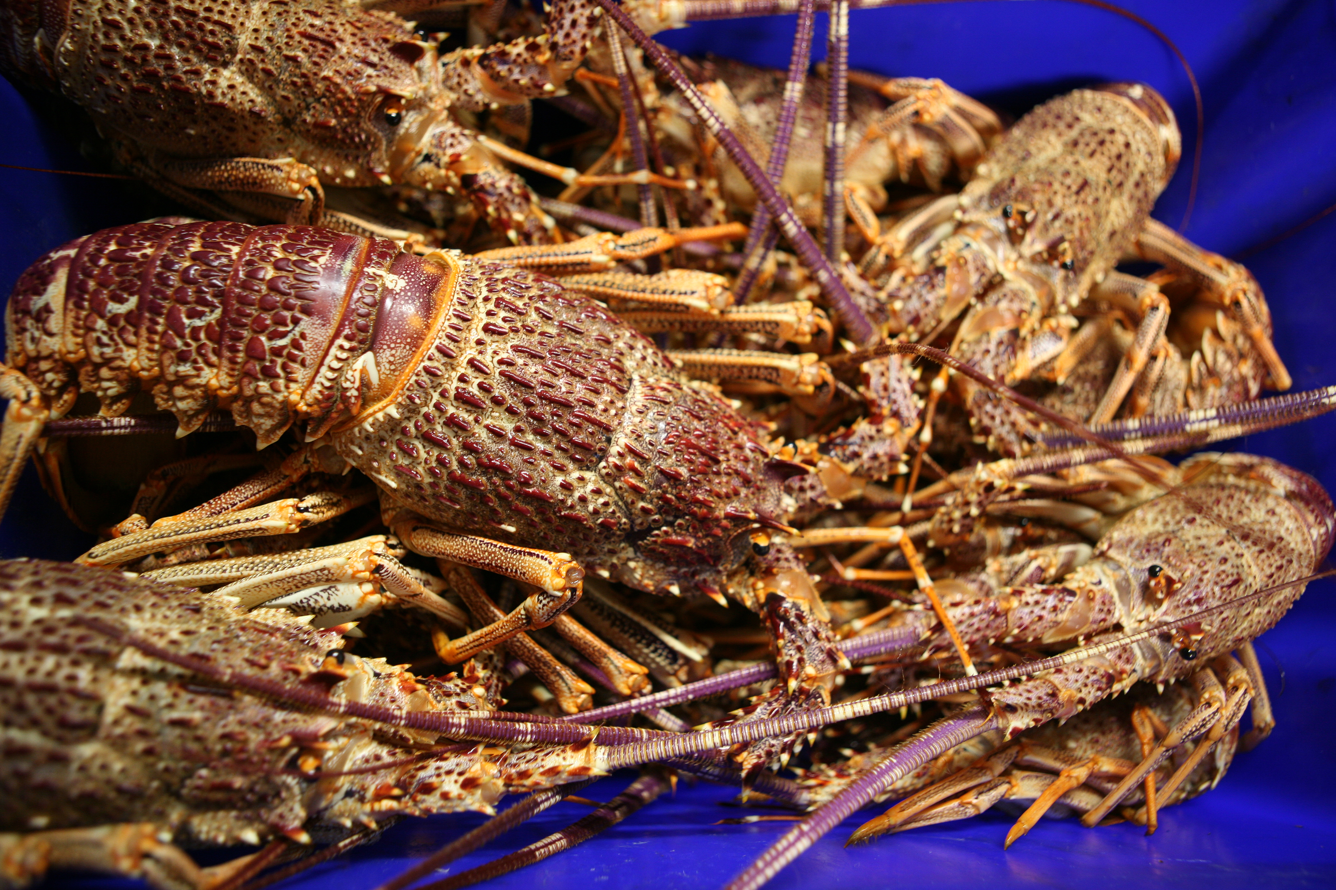 Matt Preston's tips on how to cook lobster