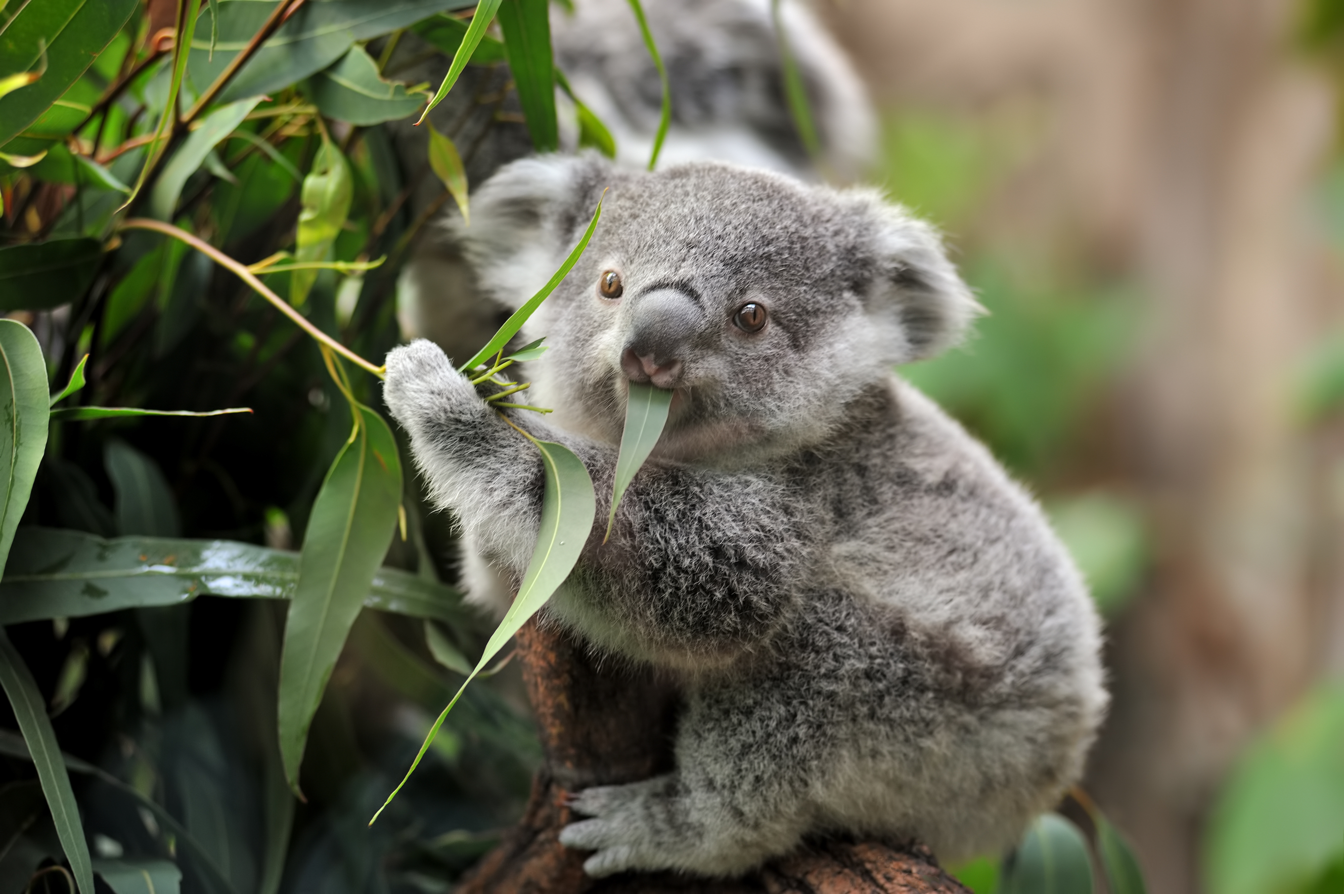 Koalas listed as endangered in many parts of Australia