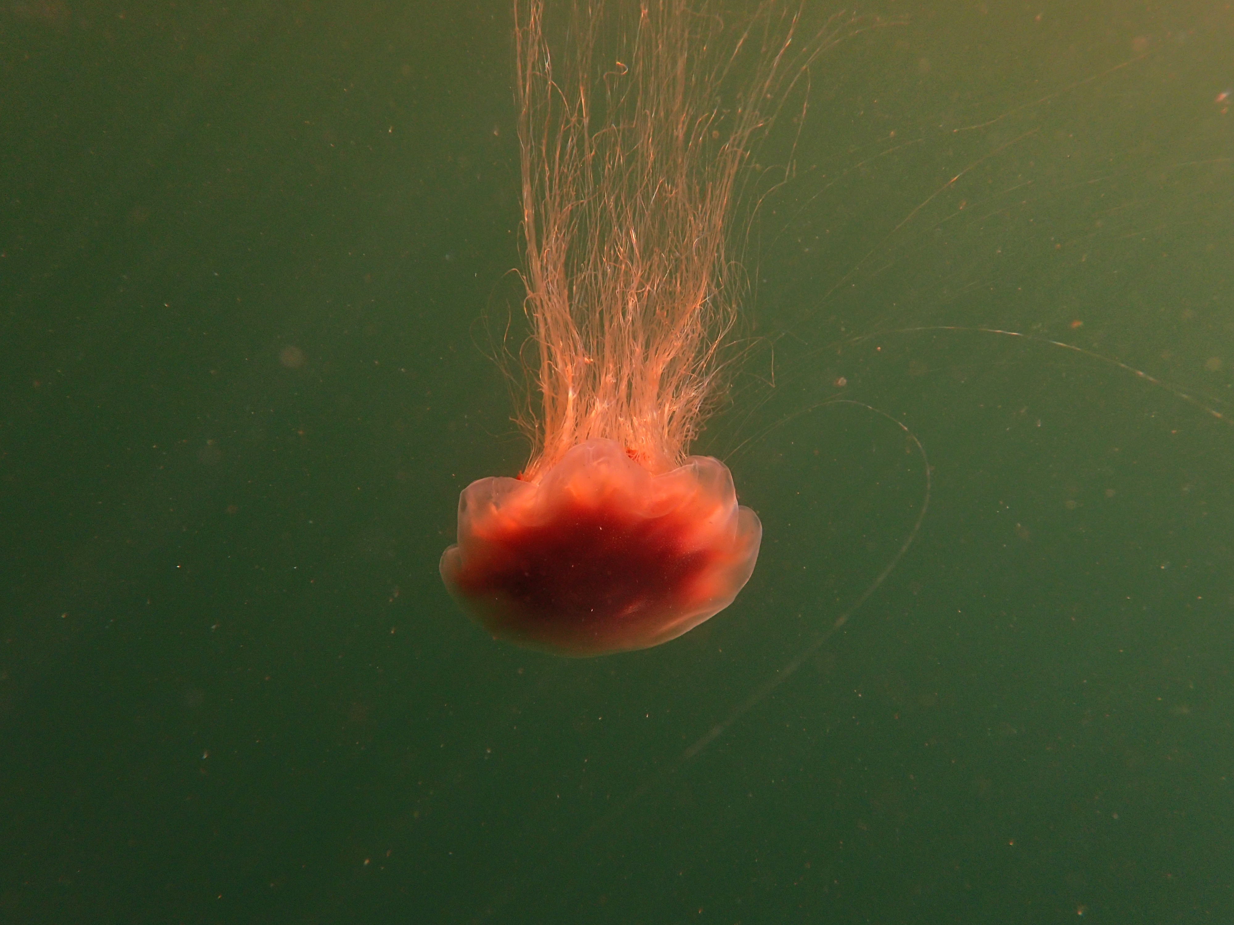 Why a 'gobsmacking' number of jellyfish have inundated Melbourne beaches