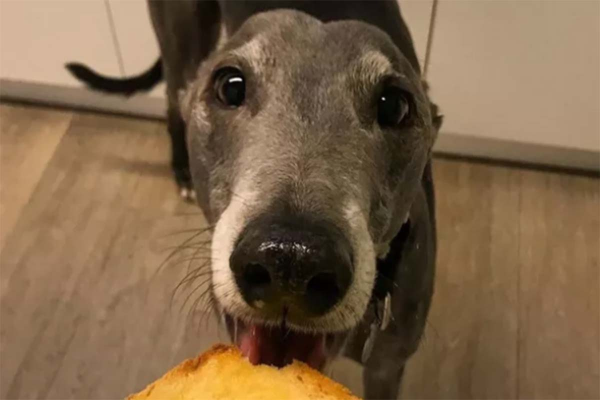 Fundraiser honouring much-loved greyhound raises staggering sum