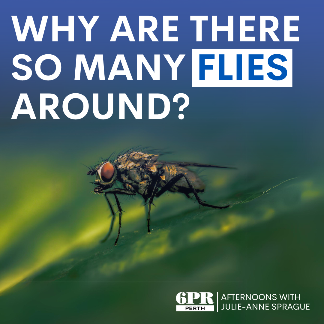 Biologist explains the unusual number of flies around