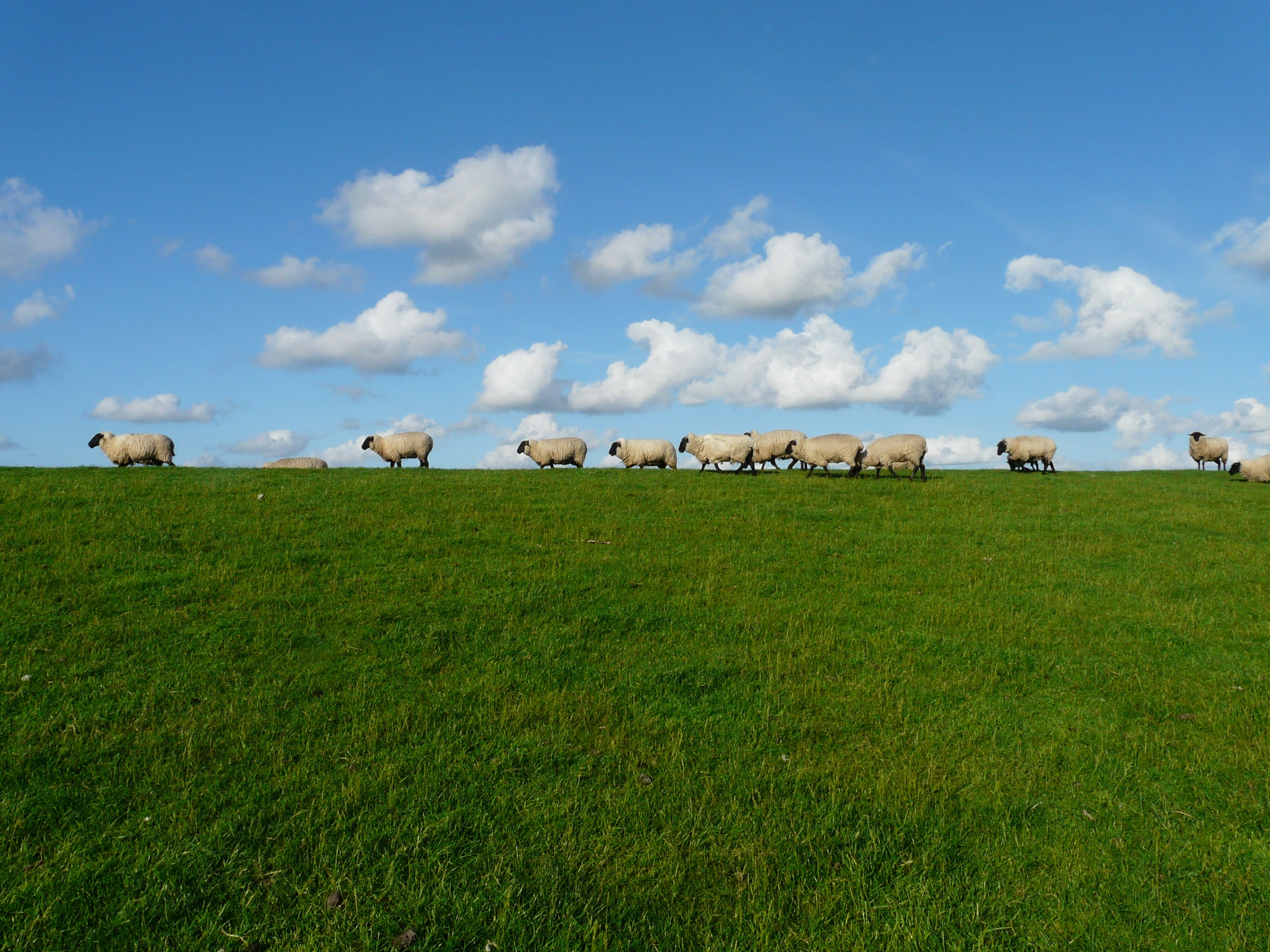 Millions pumped into improving pasture resilience