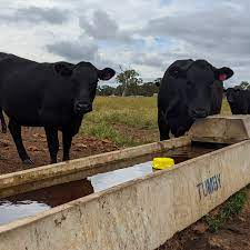 Water Rat; keeping troughs in check