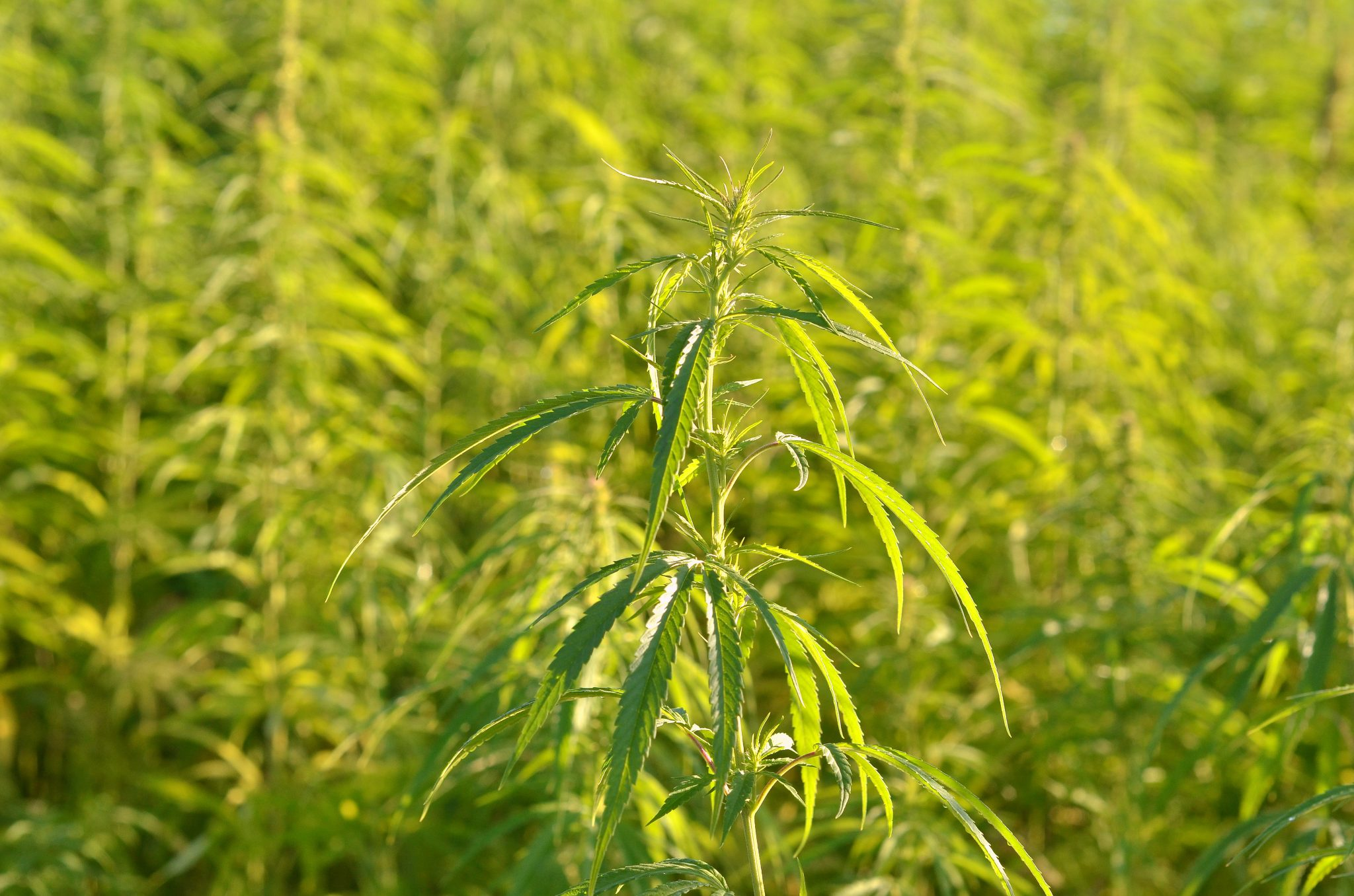 Industrial hemp and sesame trial sites open for inspection.