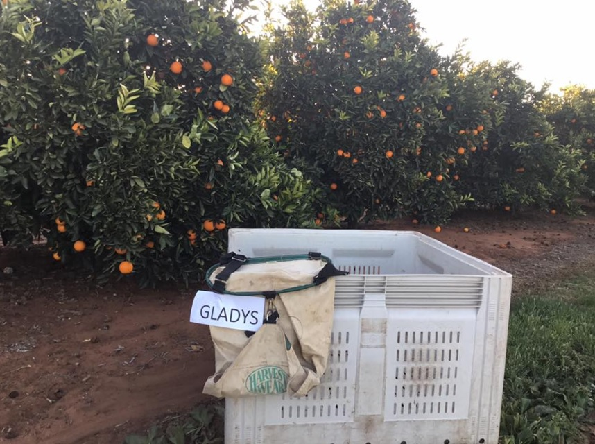 Win for citrus growers against border ban