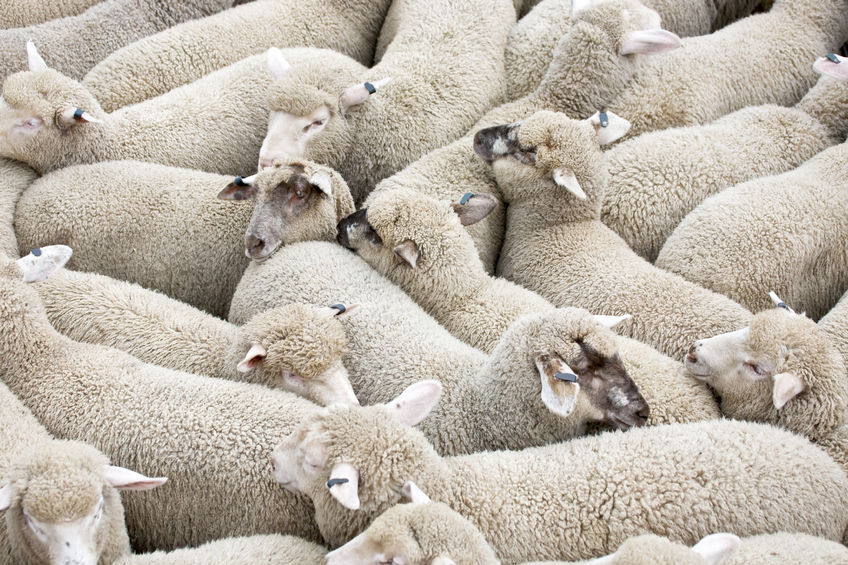 Demand for sheepmeat grows