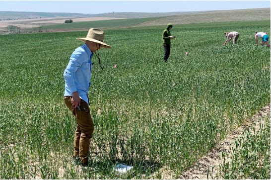 Quest for better wheat.