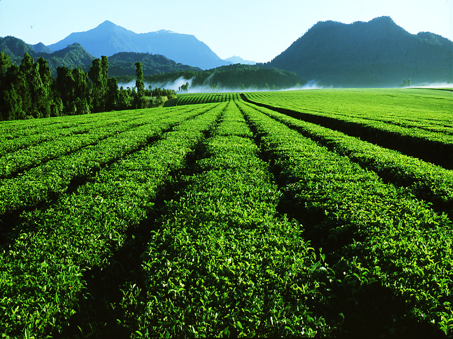 Trade deal a chance for a cuppa