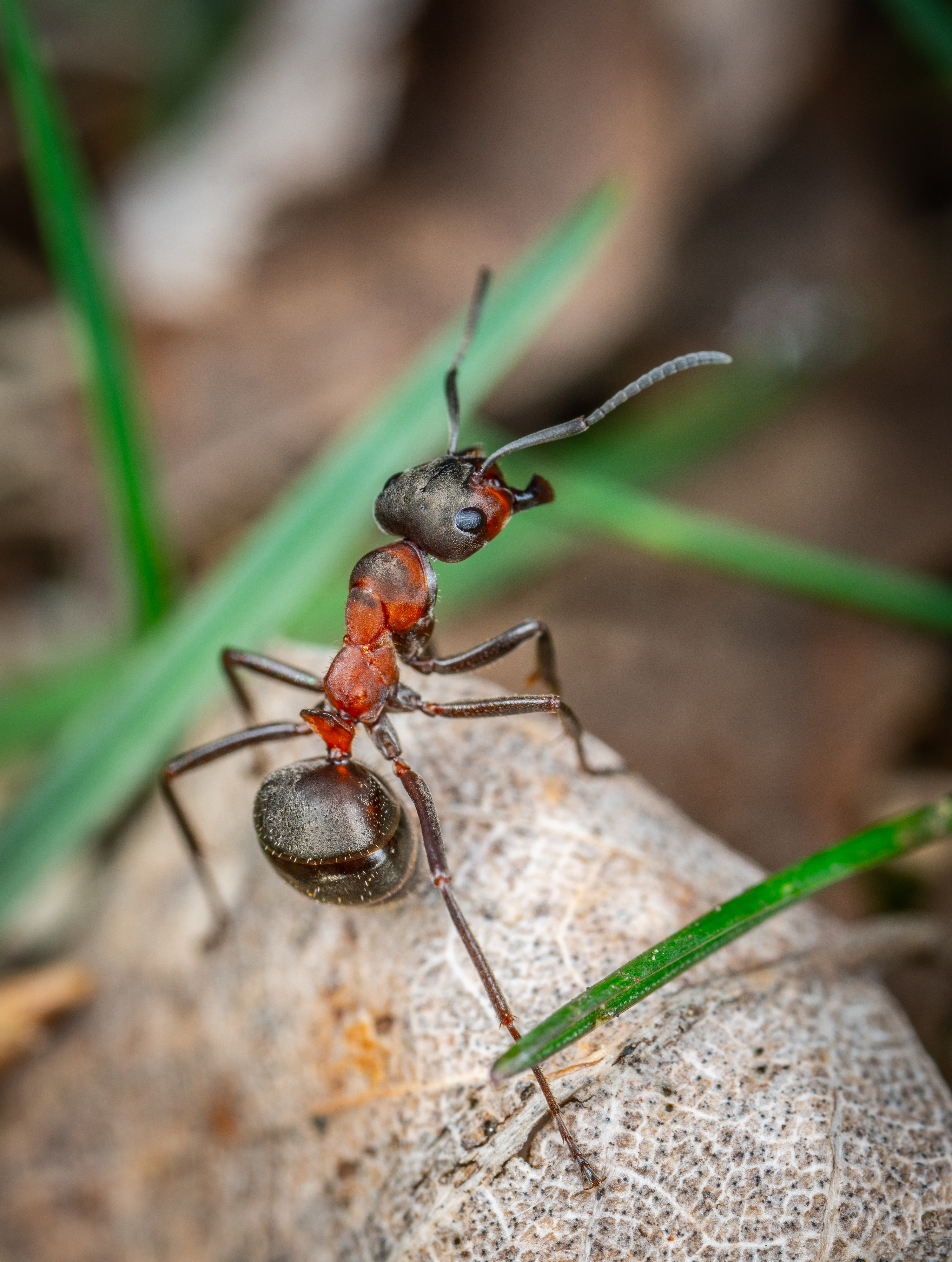 Outrage over major funding shortfall for fire ant eradication