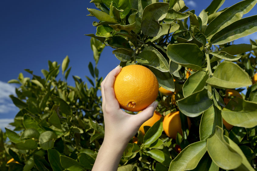 Citrus Australia Market Outlook Forum in Mildura