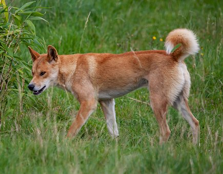 Victorian farmers welcome wild dog control decision