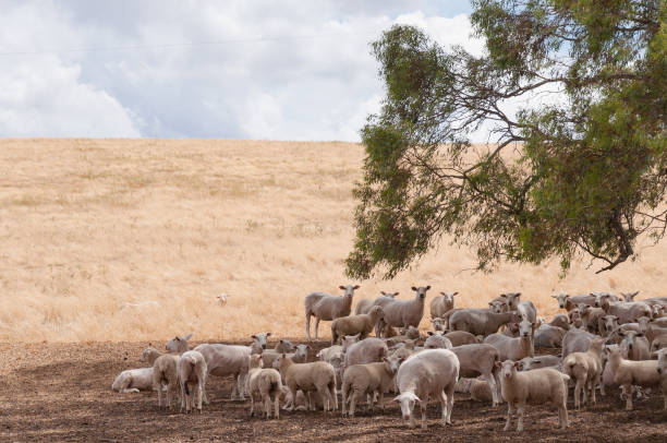 Communities becoming more resilient against drought