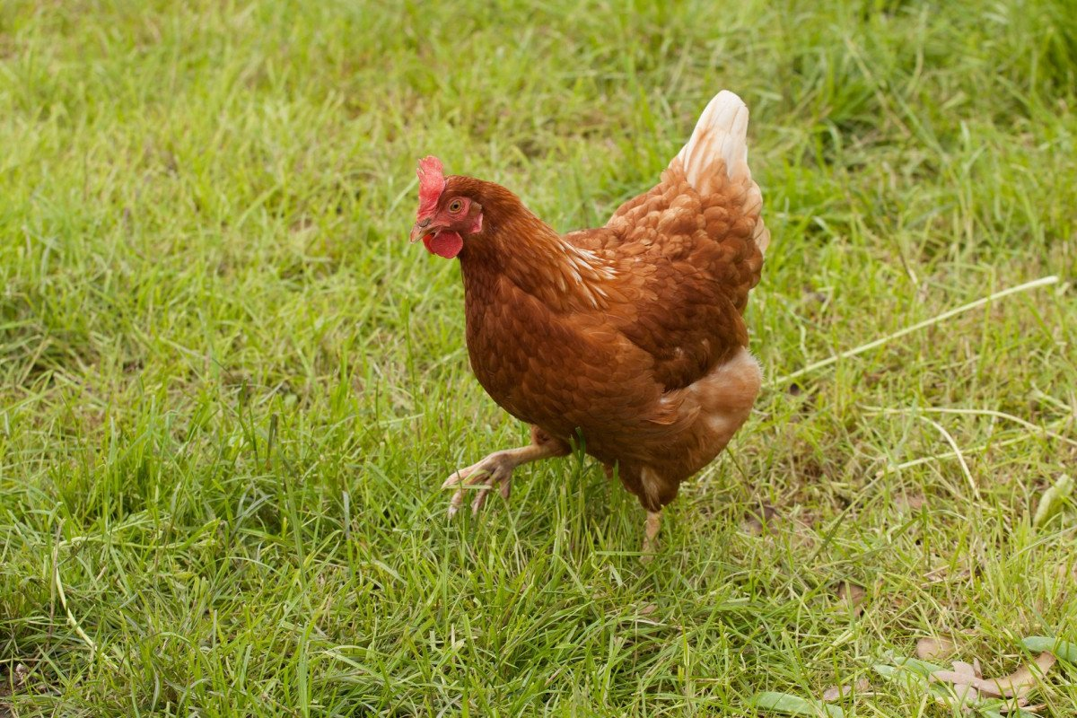 New Age Tech for Aussie Eggs