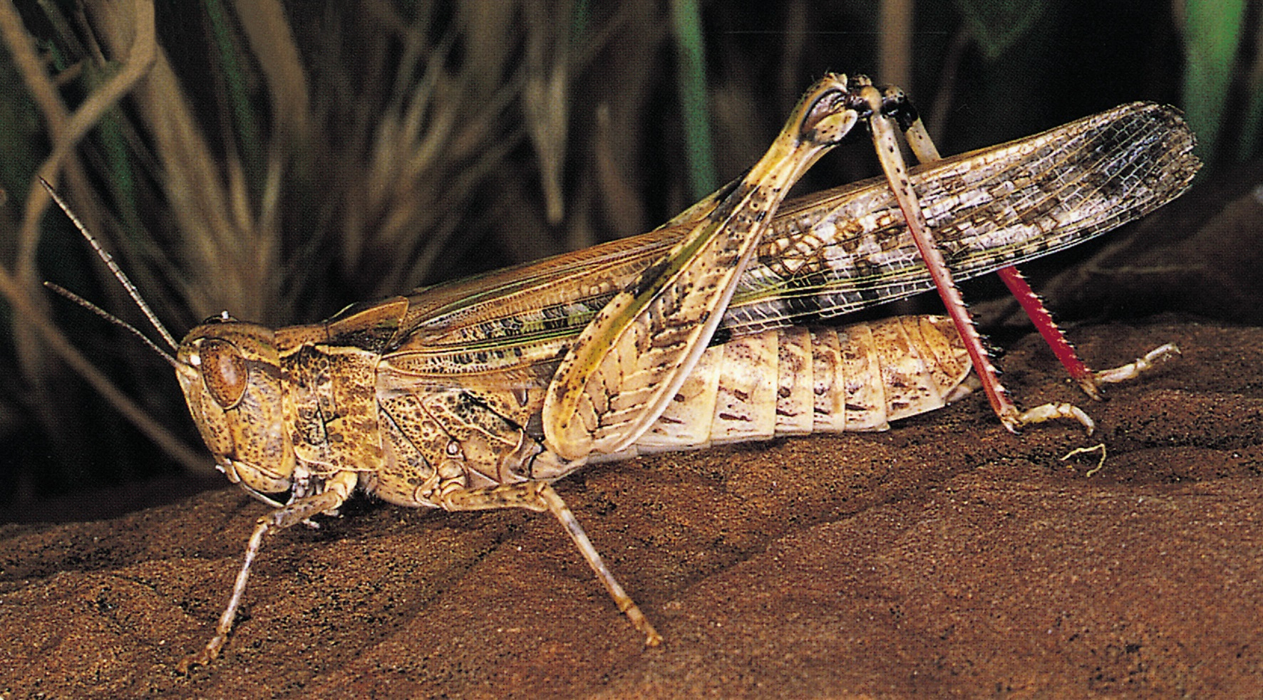 Locusts Threaten Summer Crops