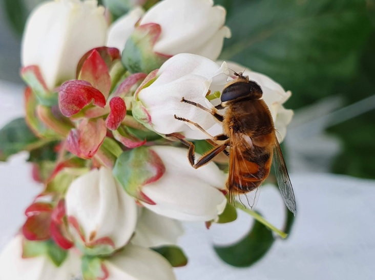 Flies giving berry growers more pollination options